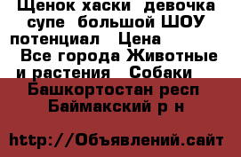 Щенок хаски, девочка супе, большой ШОУ потенциал › Цена ­ 50 000 - Все города Животные и растения » Собаки   . Башкортостан респ.,Баймакский р-н